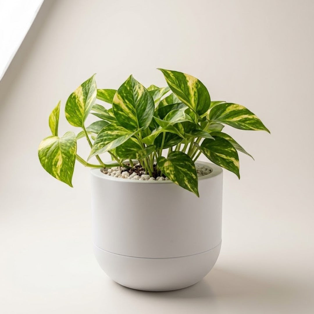 Cachepô autoirrigável Minha loja branco com planta jiboia, design moderno impresso em 3D para decoração de interiores.