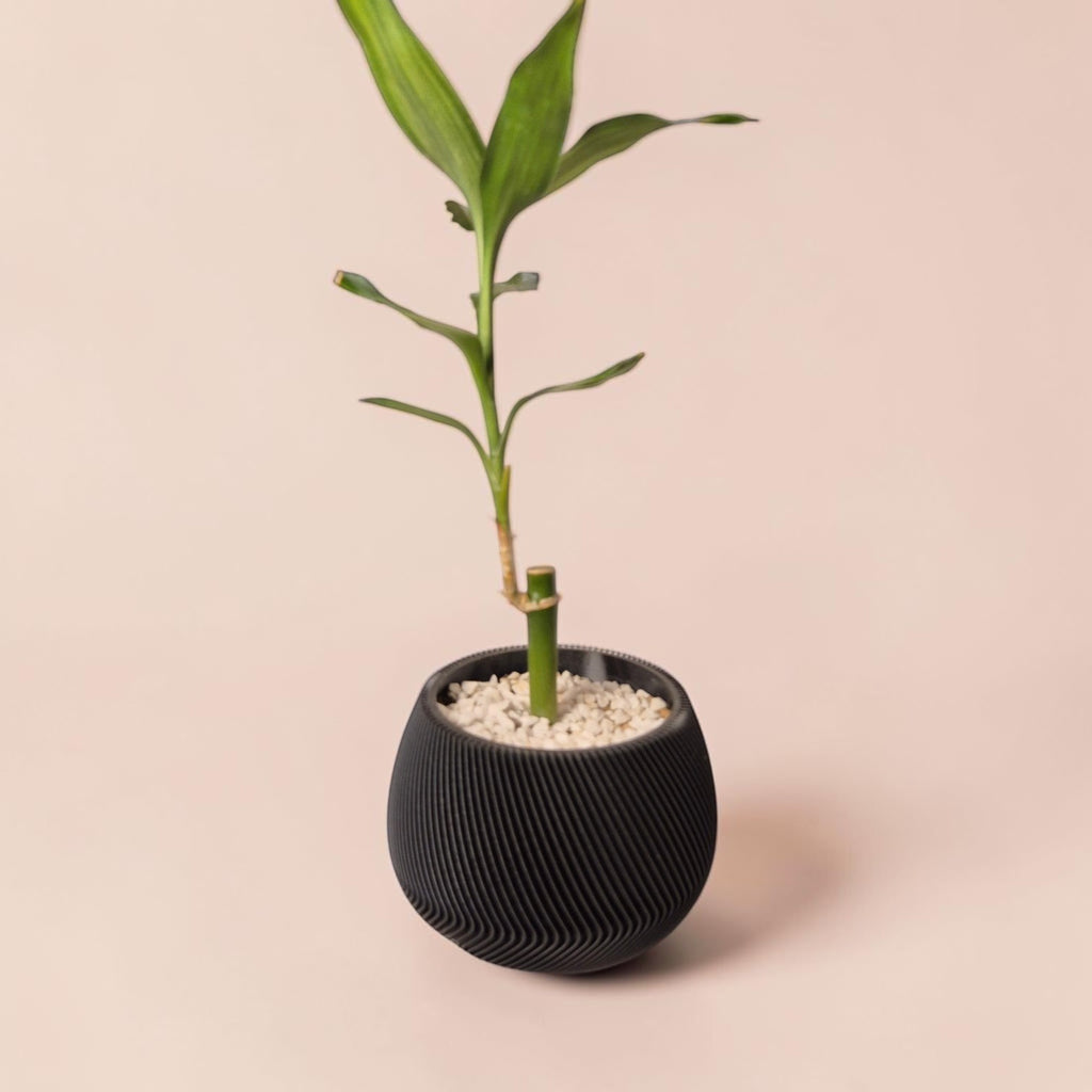Vaso facetado moderno Minha loja em tom escuro com planta bambu da sorte e pedras decorativas em fundo claro