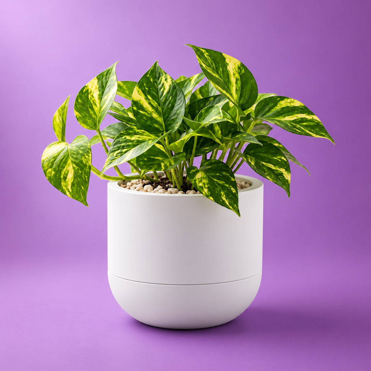 Cachepô Autoirrigável para Plantas em Impressão 3D